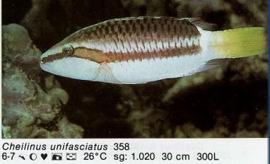 Cheilinus unifasciatus